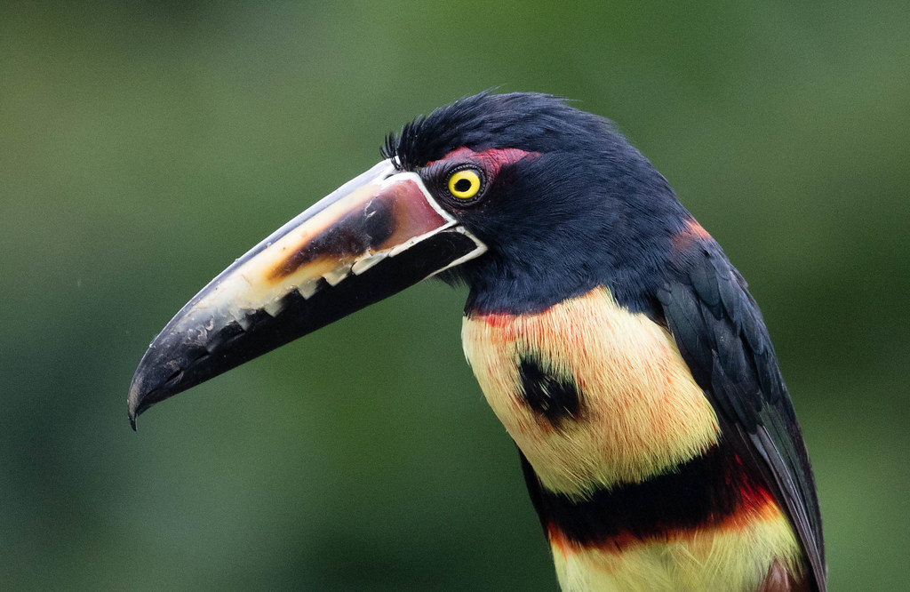 Bird and New Zealand landscape placeholder for the Aracari story