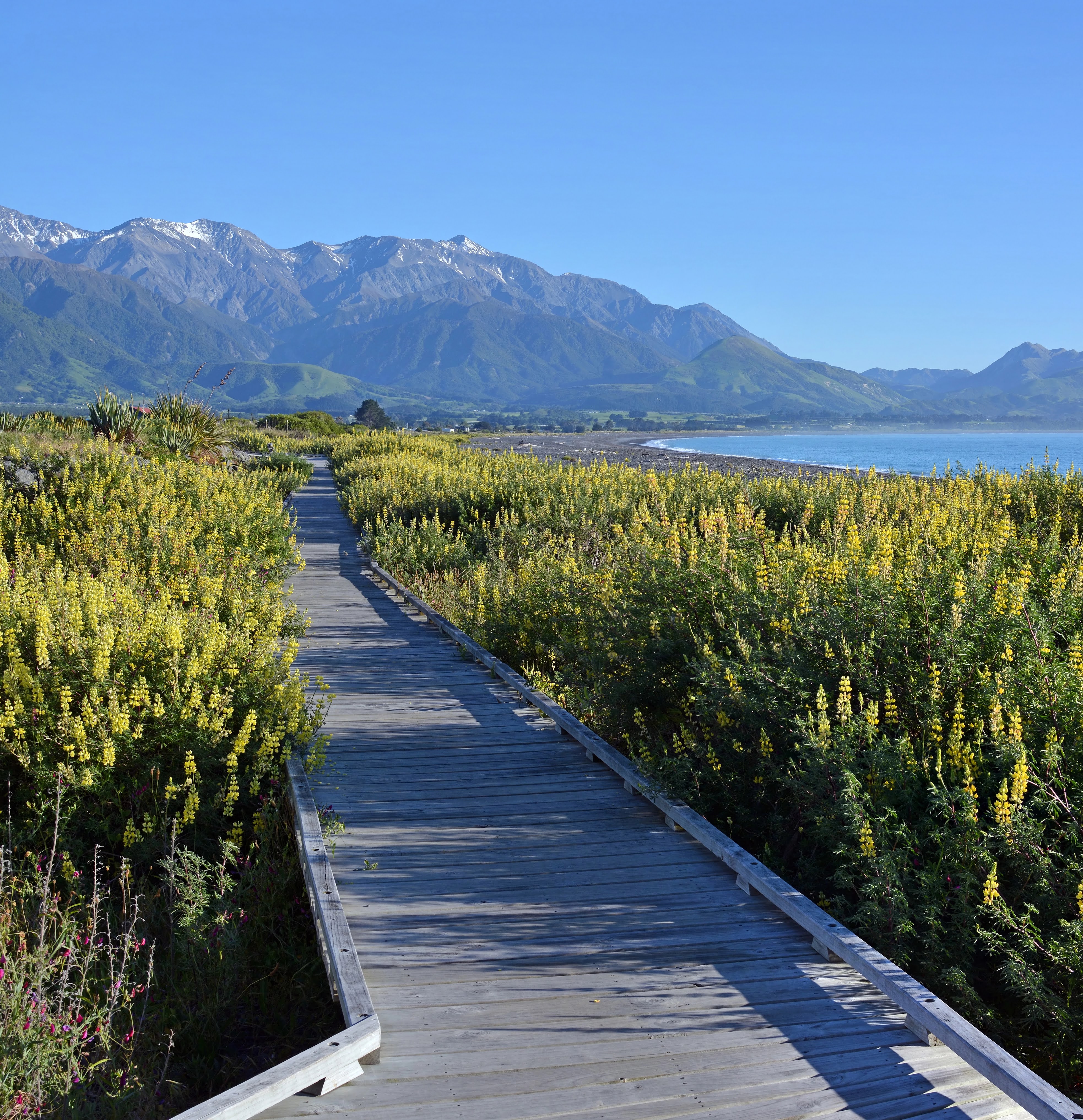 Find your way to Aotearoa New Zealand with Aracari Immigration Services