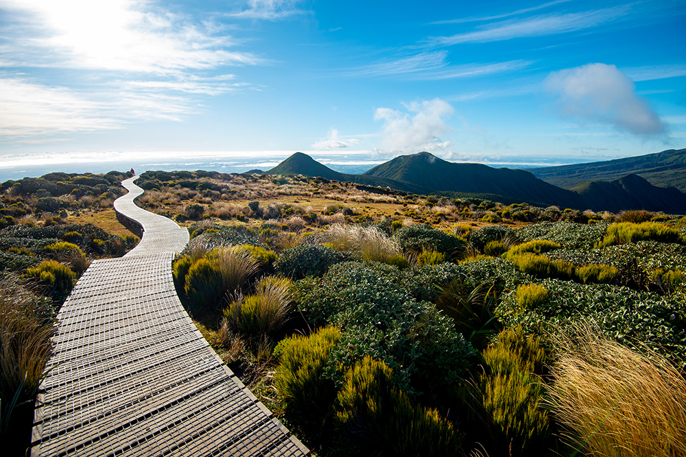 Wooden boardwalk through New Zealand landscape